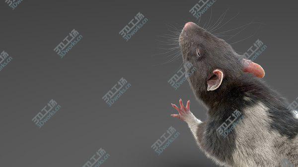 images/goods_img/20210312/3D model Rat (Fur) (Rigged) (4)/4.jpg